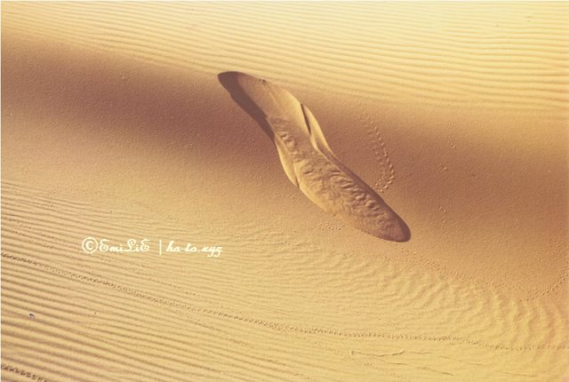 ナミビ砂漠